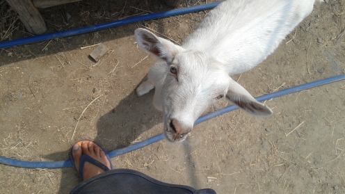 My little goat buddy!