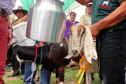 goat who won a prize