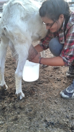 Here I am, milking a goat. It´s more awkward than it looks. And it looks really awkward.
